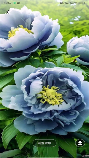 云盛花开app