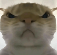 三角洲行动鼠鼠工具