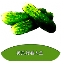 黄瓜阅读