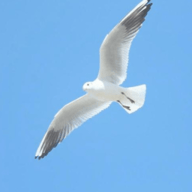 飞鸟直播tv盒子